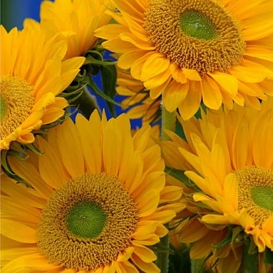 Helianthus Sunrich F1 gold (5шт)
