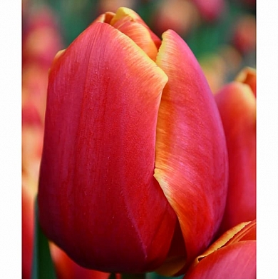 Тюльпан Веранди (Verandi) (нет в наличии)