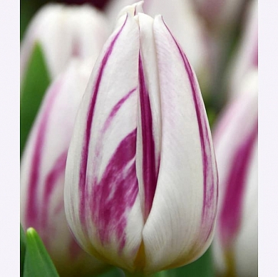 Flaming Flag (нет в наличии)