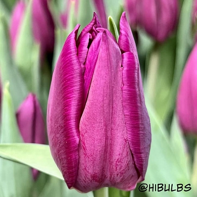 Тюльпан Лаптоп (Laptop) (нет в наличии)