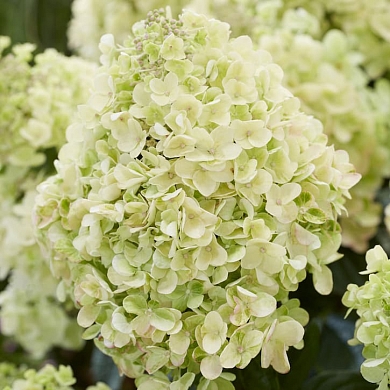 Гортензия Би Хеппи (Bee Happy)