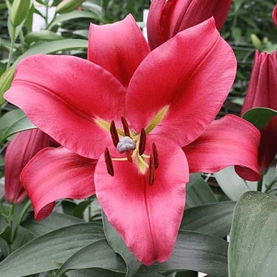 Carbonero