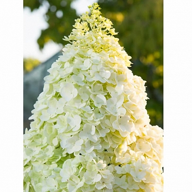 Меджикал Мунлайт (Magical Moonlight)