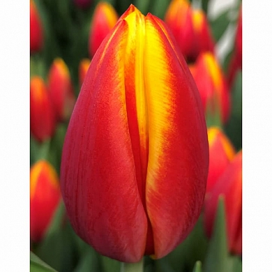 Hennie van der Most (нет в наличии)