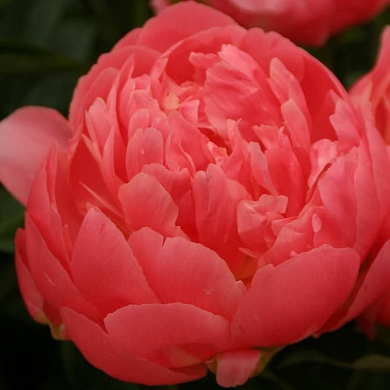 Пион Пинк Хавайан Корал (Pink Hawaiian Coral) (нет в наличии)