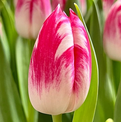 Тюльпан Карамба (Caramba) (нет в наличии)