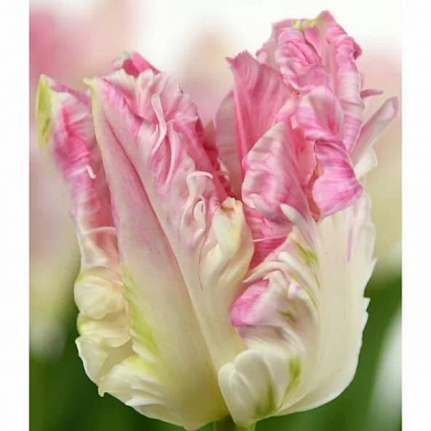 Cabanna (нет в наличии)