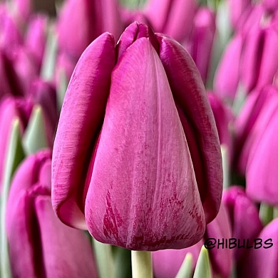 Bullit (нет в наличии)