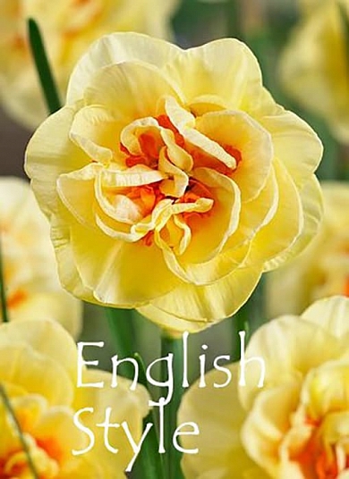 English Style (нет в наличии)