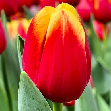 Тюльпан Реплей (Replay) (нет в наличии)