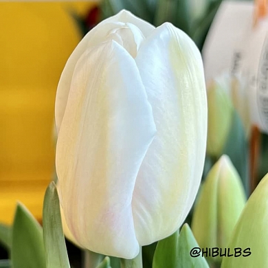 Barcelona Blanca (нет в наличии)