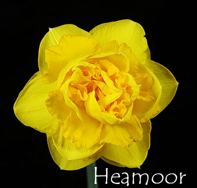 Heamoor (нет в наличии)