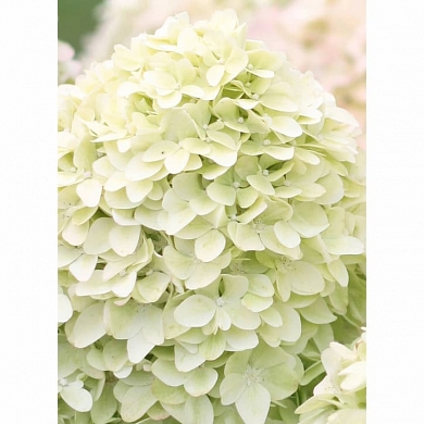 Меджикал Кендл (Magical Candle) (нет в наличии)