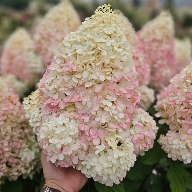 Геркулес (Hercules) (нет в наличии)