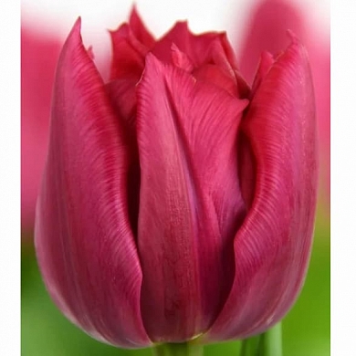 Тюльпан Когнак (Cognac) (нет в наличии)