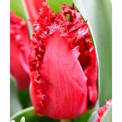 Indiana (нет в наличии)