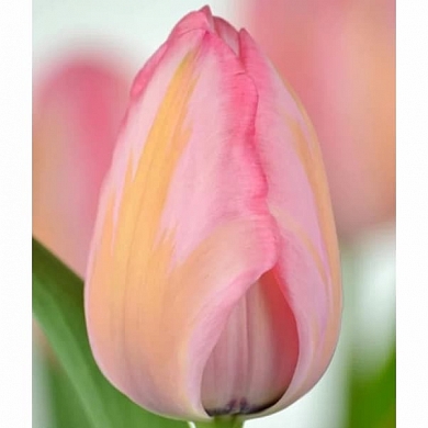 Design Impression (нет в наличии)