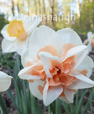 Delnashaugh (нет в наличии)