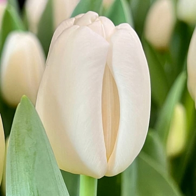 Тюльпан Антарктика (Antarctica) (нет в наличии)