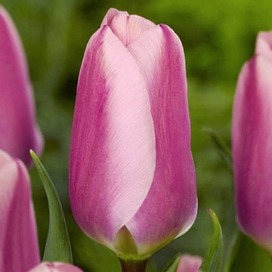 Algarve (нет в наличии)