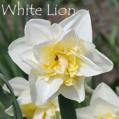 White Lion (нет в наличии)