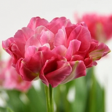 Double Sugar (нет в наличии)