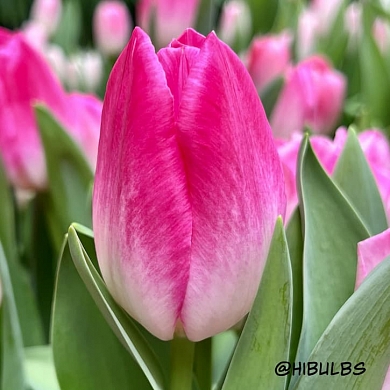 Тюльпан Мемфис (Memphis) (нет в наличии)