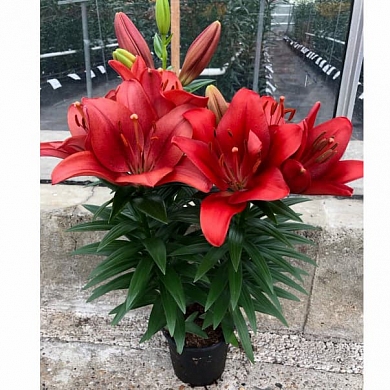 Summer Scarlet (нет в наличии)