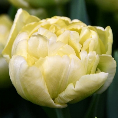 Avant Garde (нет в наличии)