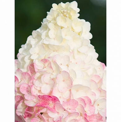 Сандей Фрейз (Sundae Fraise) (нет в наличии)