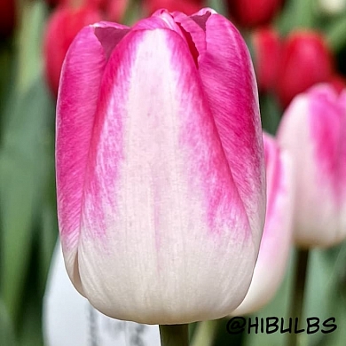 Athena (нет в наличии)