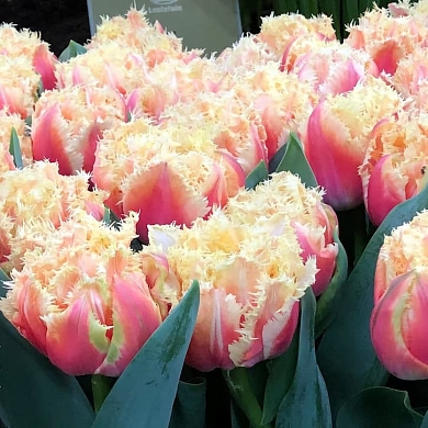 Brisbane (нет в наличии)