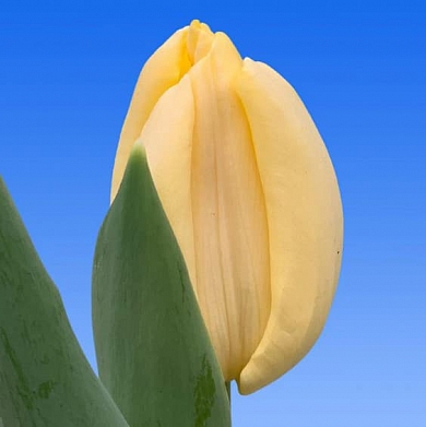 Тюльпан Крем брюле (Creme Brulle) (нет в наличии)