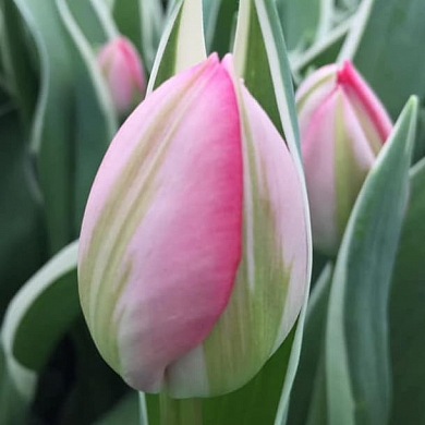 Beth Hart (нет в наличии)