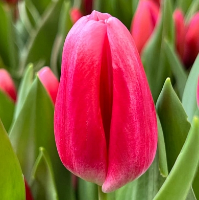 Тюльпан Циркуит (Circuit) (нет в наличии)