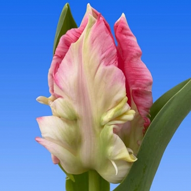 Тюльпан Замбези (Zambesi) (нет в наличии)