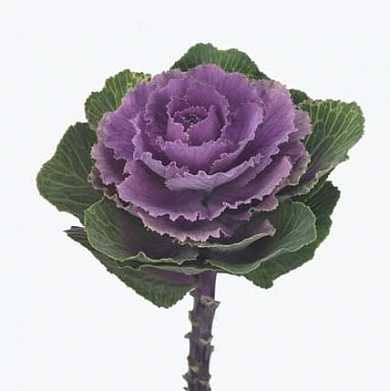 Brassica oleracea Crane F1 ruby (10шт)