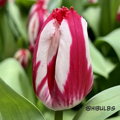 Happy Clown (нет в наличии)