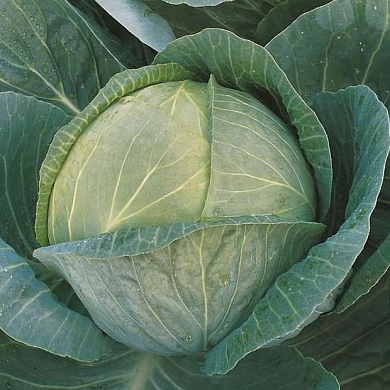 Капуста белокочанная Мегатон F1 (20шт.)