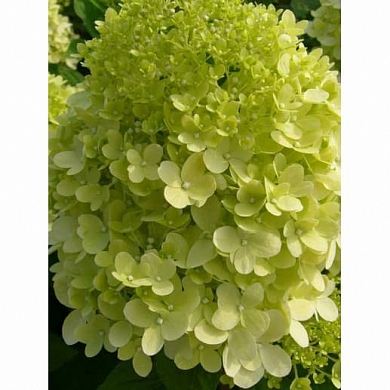 Гортензия Лаймлайт (Limelight) (нет в наличии)