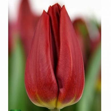 Тюльпан Стронг Повер (Strong Power)