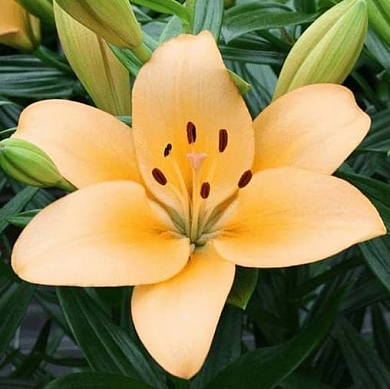 Menorca (нет в наличии)