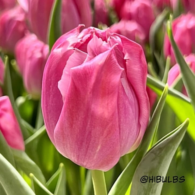 Favourite Price (нет в наличии)