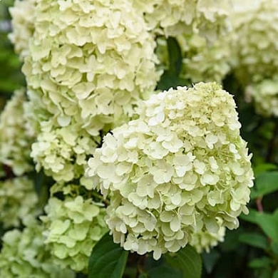 Гортензия Сильвер Доллар (Silver Dollar) (нет в наличии)