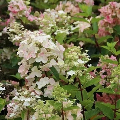 Гортензия Юник (Unique) (нет в наличии)