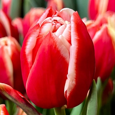 Тюльпан Конкорд (Concorde) (нет в наличии)