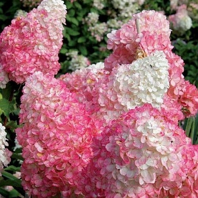 Гортензия Пинк Леди (Pink Lady) (нет в наличии)