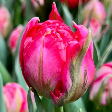 Тюльпан Флеш Поинт (Flash Point) (нет в наличии)