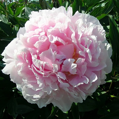 Пион Сара Бернар (Sarah Bernhardt)