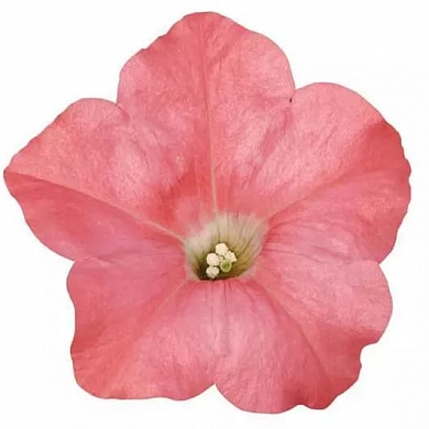 Easy Wave F1 coral reef (5шт)